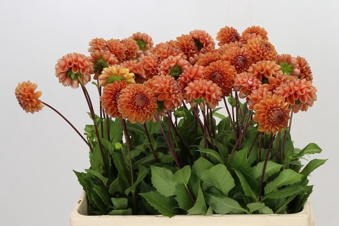 <h4>Dahlia Cornel Bronze</h4>