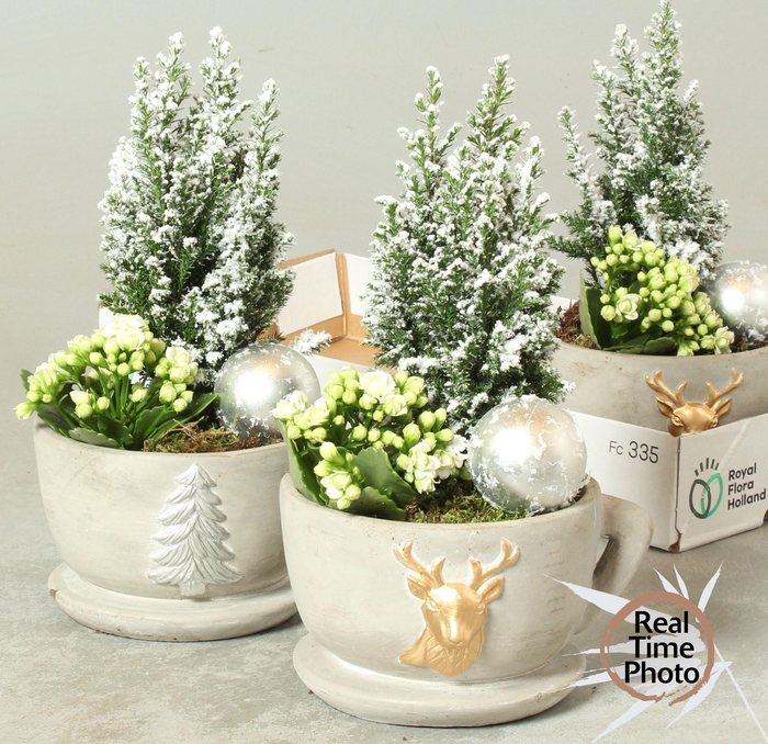 <h4>ARR KAMERPL</h4>