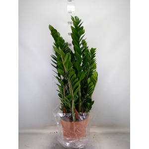 Zamioculcas zamiifolia