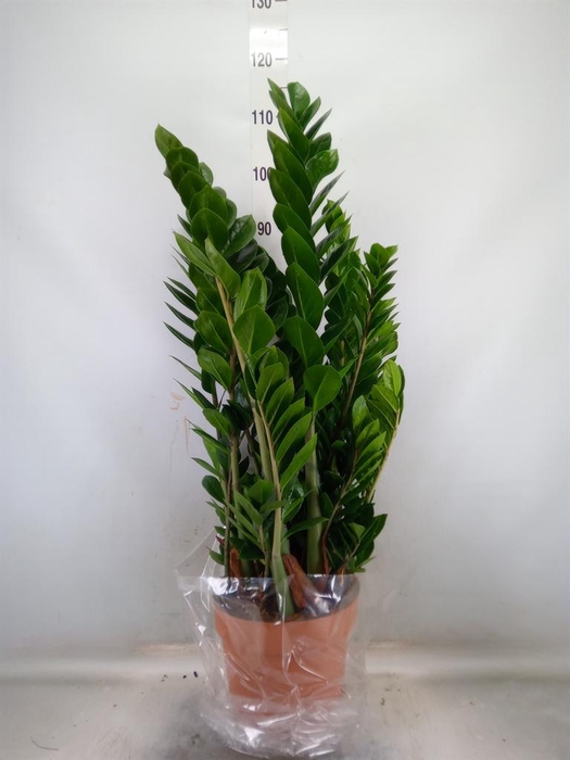 <h4>Zamioculcas zamiifolia</h4>