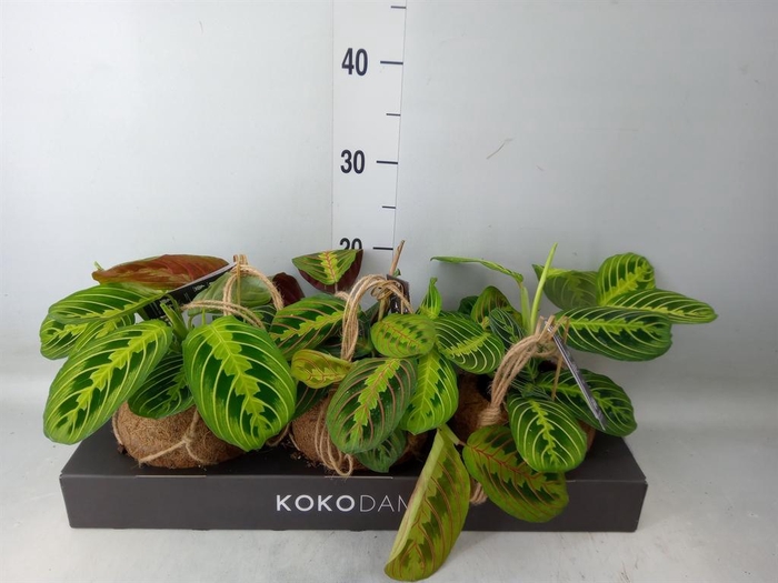 <h4>Maranta leuc.   ...</h4>