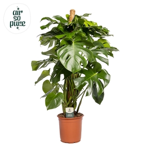 Monstera Deliciosa MOSSTOK p24 (Air so Pure)