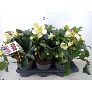 Helleborus   ...