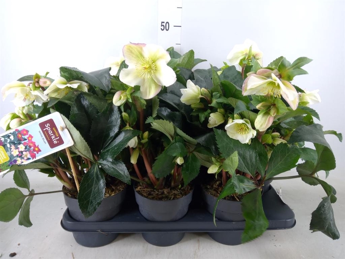 <h4>Helleborus ...</h4>