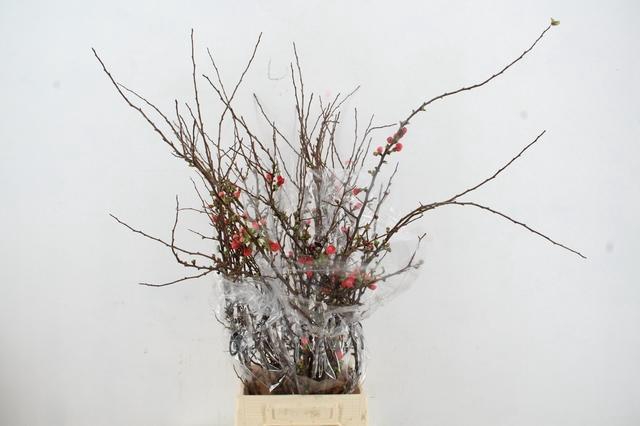 <h4>CHAENOMELES SUPERBA 060CM</h4>