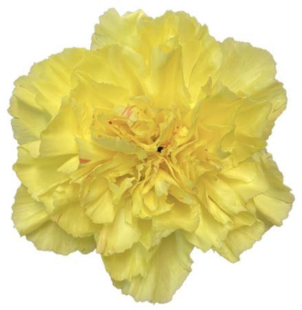 <h4>DI ST HERMES</h4>