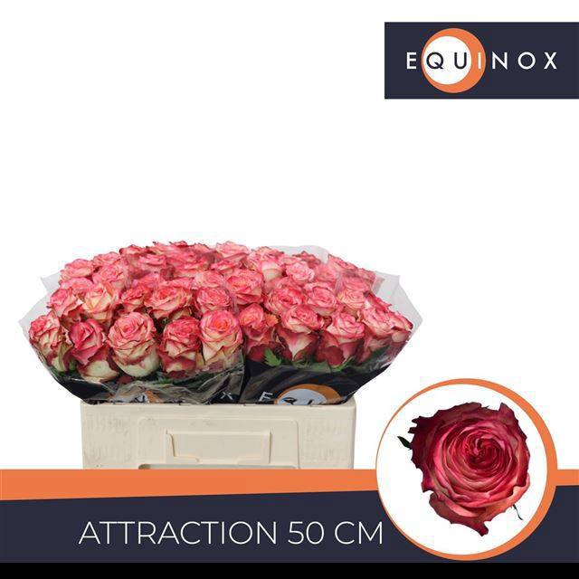 <h4>R GR ATTRACTION</h4>