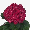 Hydrangea my mon amour red