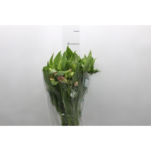 ALSTROEMERIA DUBAI 080 CM
