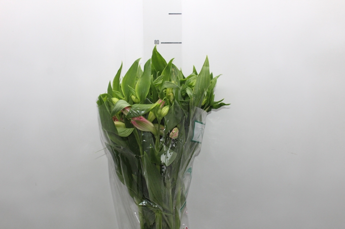 <h4>ALSTROEMERIA DUBAI 080 CM</h4>