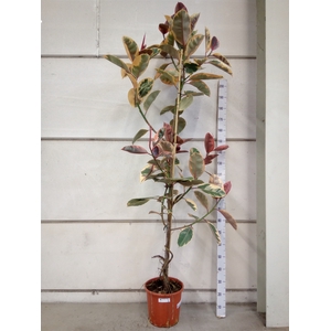 Ficus elastica 'Belize'