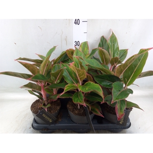 Aglaonema  'Jungle Red'