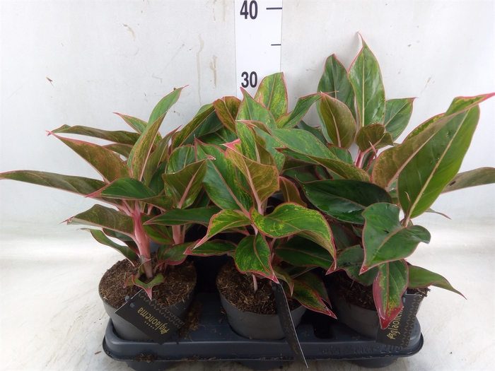 <h4>Aglaonema  'Jungle Red'</h4>