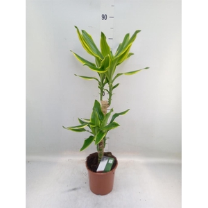 Dracaena frag. 'Golden Coast'