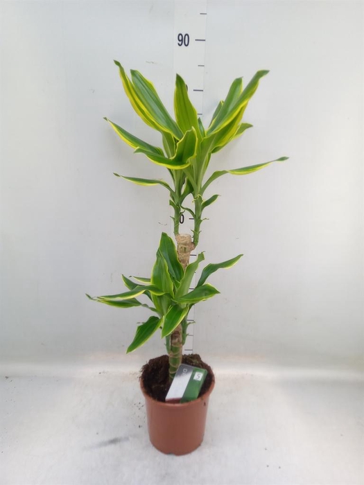 <h4>Dracaena frag. 'Golden Coast'</h4>
