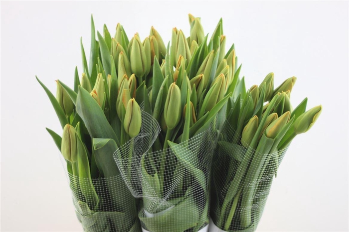 <h4>Tu En Fr Avignon 52cm</h4>