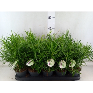 Asparagus falcatus