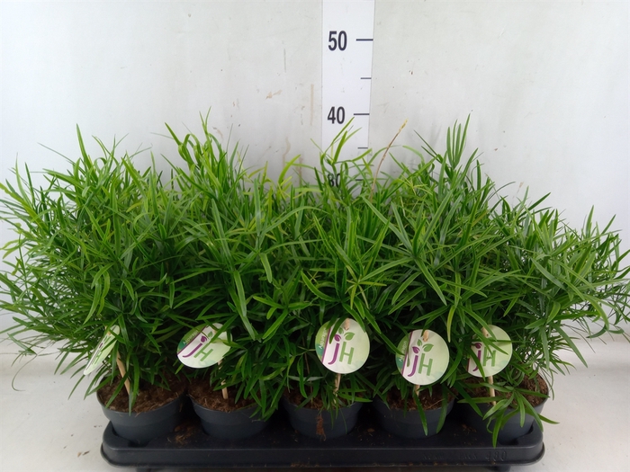 <h4>Asparagus falcatus</h4>