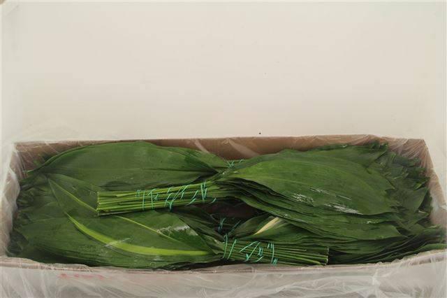 <h4>ASPID ELATIOR</h4>