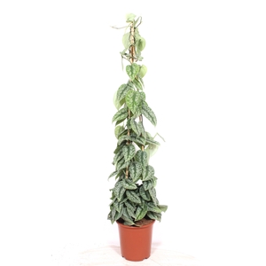 Scindapsus Trebie