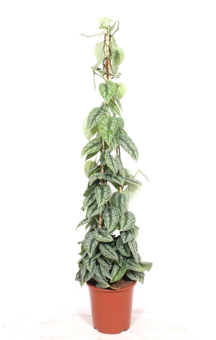 <h4>Scindapsus Trebie</h4>