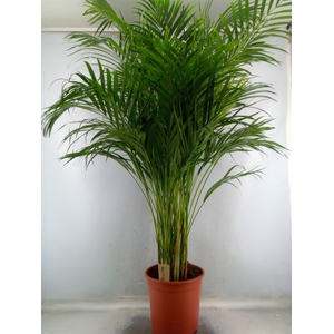 Dypsis lutescens   ...Chrysalidoca