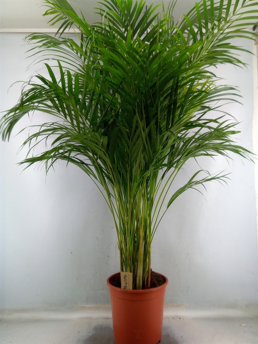 <h4>Dypsis lutescens   ...Chrysalidoca</h4>
