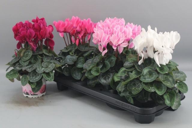 <h4>CYCL GR SUP XL</h4>