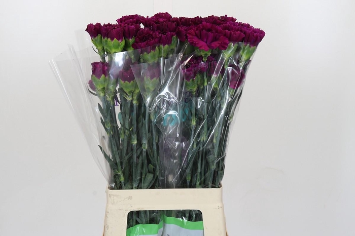 <h4>Dianthus St Florigene Moontea</h4>