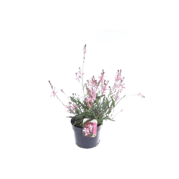 <h4>Gaura lind. Geyser Pink</h4>