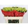 Hypericum Smiley Romance