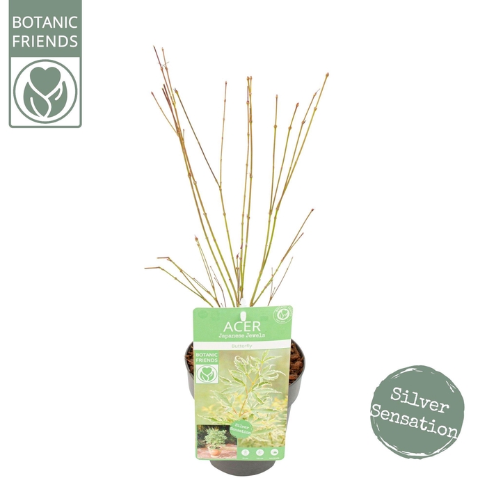 <h4>Acer palm. 'Butterfly'</h4>