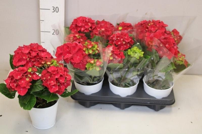 <h4>HYDR M HOT RED</h4>