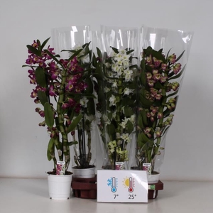 Dendrobium nobile mix 12Ø 50cm 3st 18fl