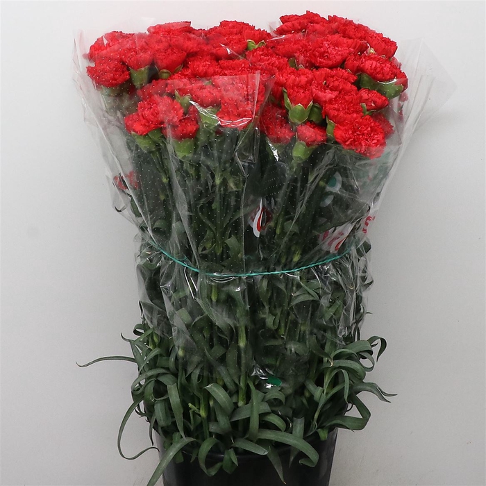 <h4>Di St Eros Red</h4>