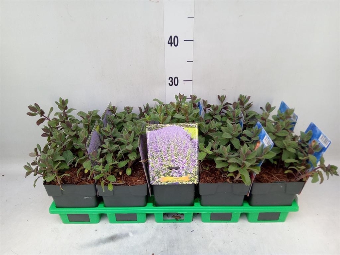 <h4>Nepeta   ...</h4>