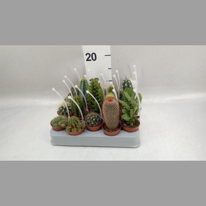 Cactus   ...mix