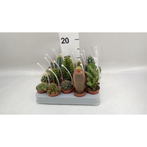 Cactus ...mix