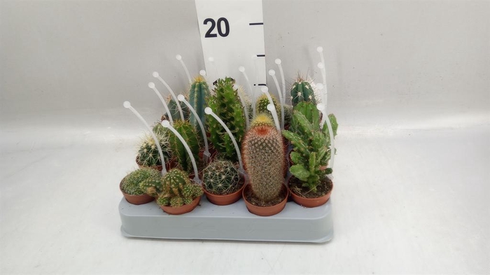 <h4>Cactus   ...mix</h4>