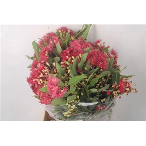 Euc Cinesio Flower Per Bunch