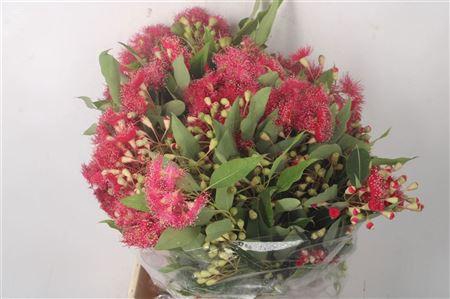 <h4>Euc Cinesio Flower Per Bunch</h4>
