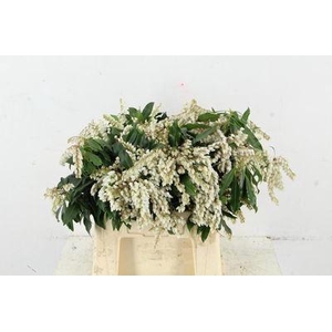 Pieris japonica 'Cupido'   .../bos