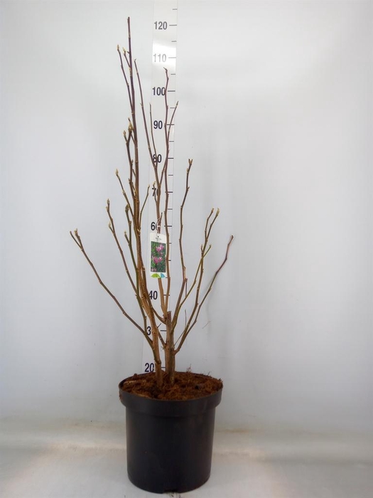 <h4>Magnolia  'Susan'</h4>