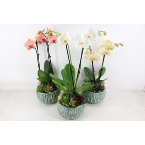 arr2 JS - Ker. bol modern Phal. x3