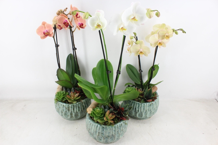 <h4>arr2 JS - Ker. bol modern Phal. x3</h4>