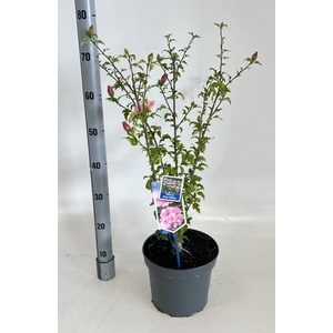 HIBISCUS SYRIACUS