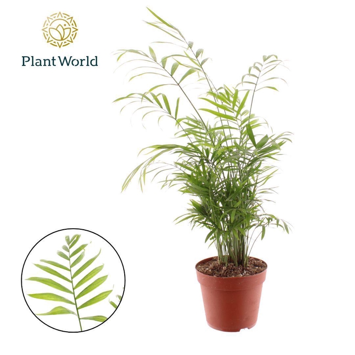 <h4>Chamaedorea elegans</h4>