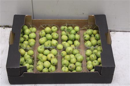 <h4>F-malus Groen</h4>