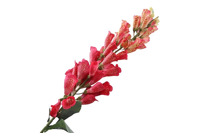 Digitalis Pink