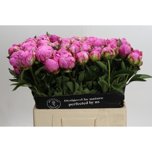 Paeonia Dr Alexander Fleming